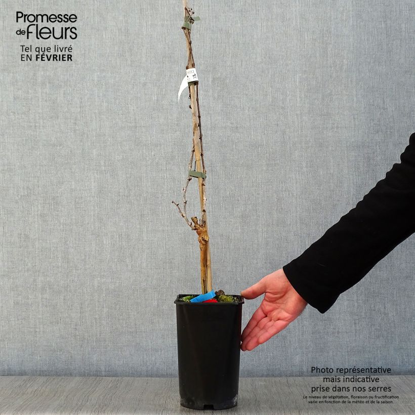 Vid Alphonse Lavallée ZPd4 Maceta 1,5L/2L Ejemplar entregado en invierno