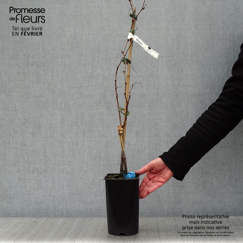 Vid Ampelia Amandin Maceta 2L/3L Ejemplar entregado en invierno