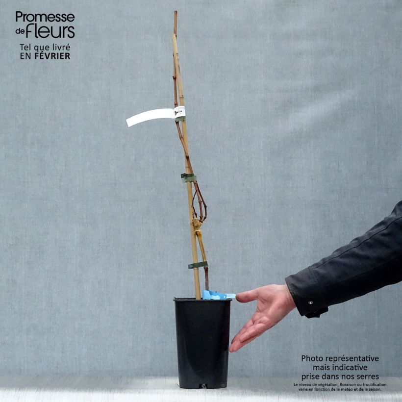 Vid Ampelia Candin Maceta 1,5L/2L Ejemplar entregado en invierno