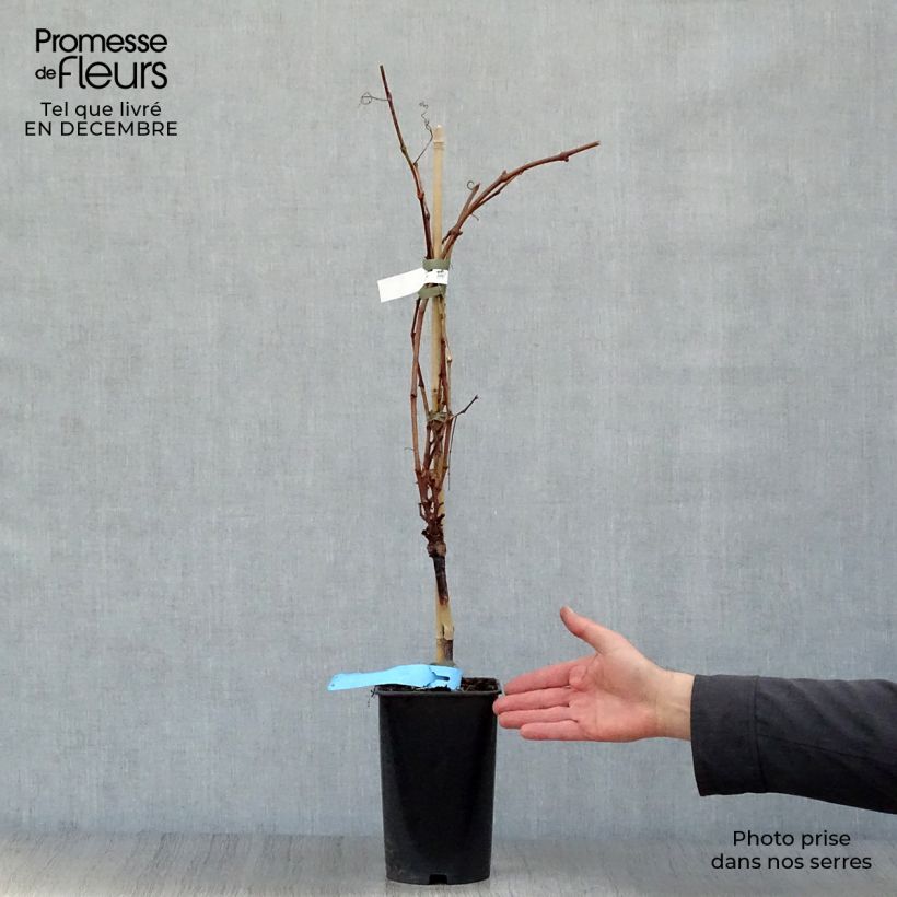 Vid Ampelia Perdin Maceta 1,5L/2L Ejemplar entregado en invierno