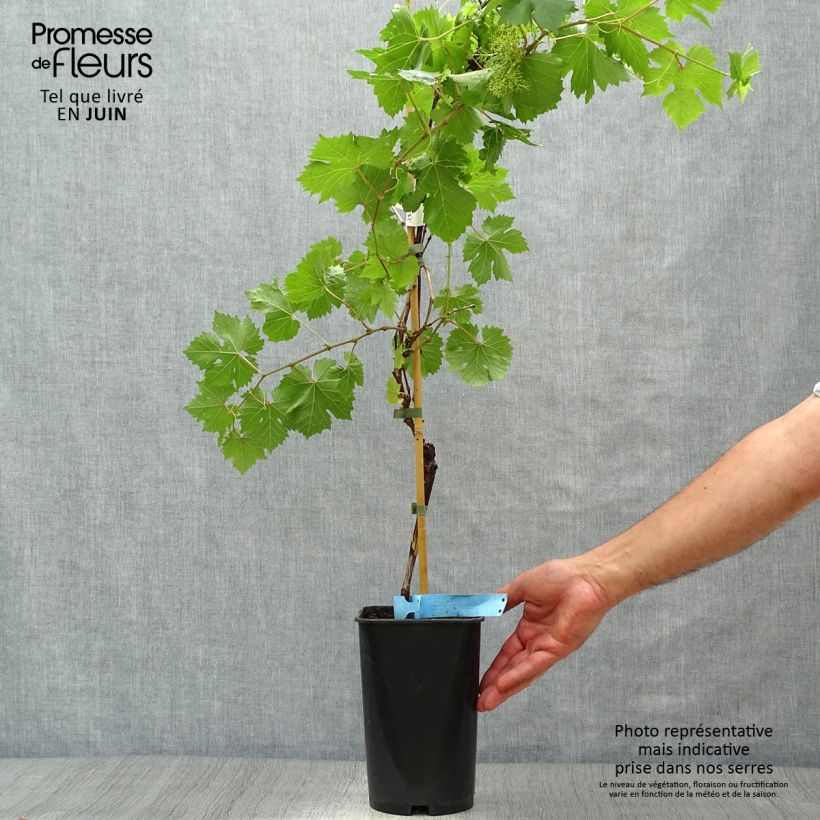 Ejemplar de Vid Ampelia Perdin Maceta 1,5L/2L entregado en verano