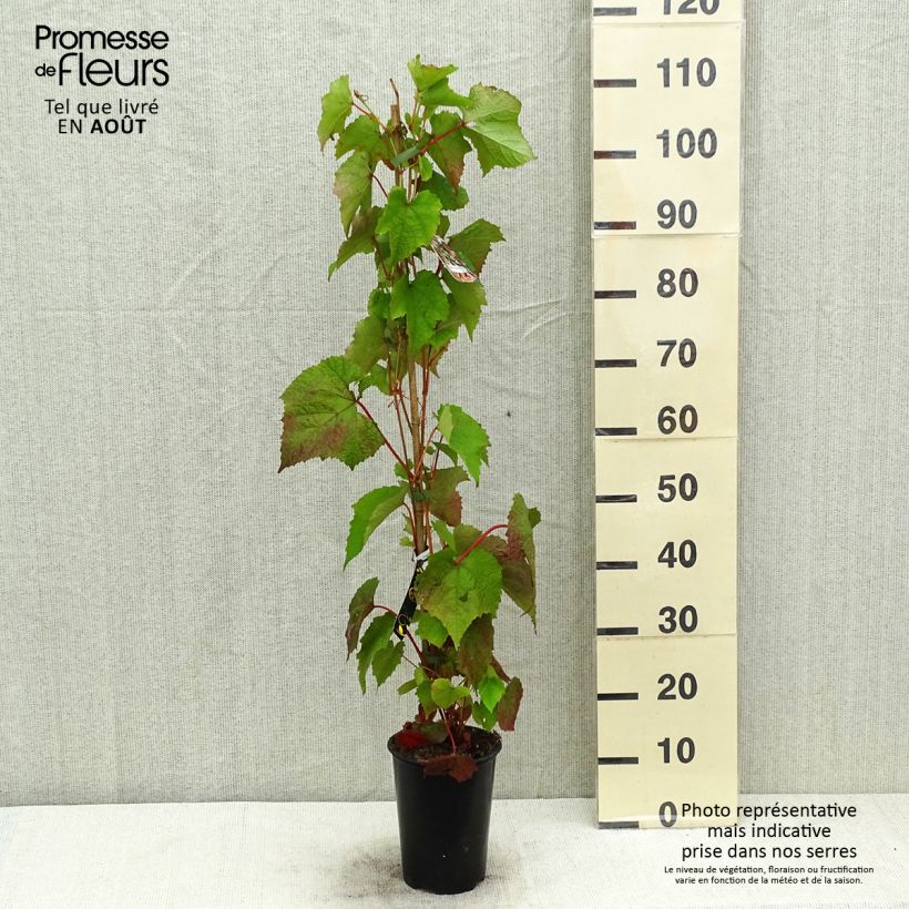 Ejemplar de Vid - Vitis amurensis Maceta 3L/4L entregado en verano