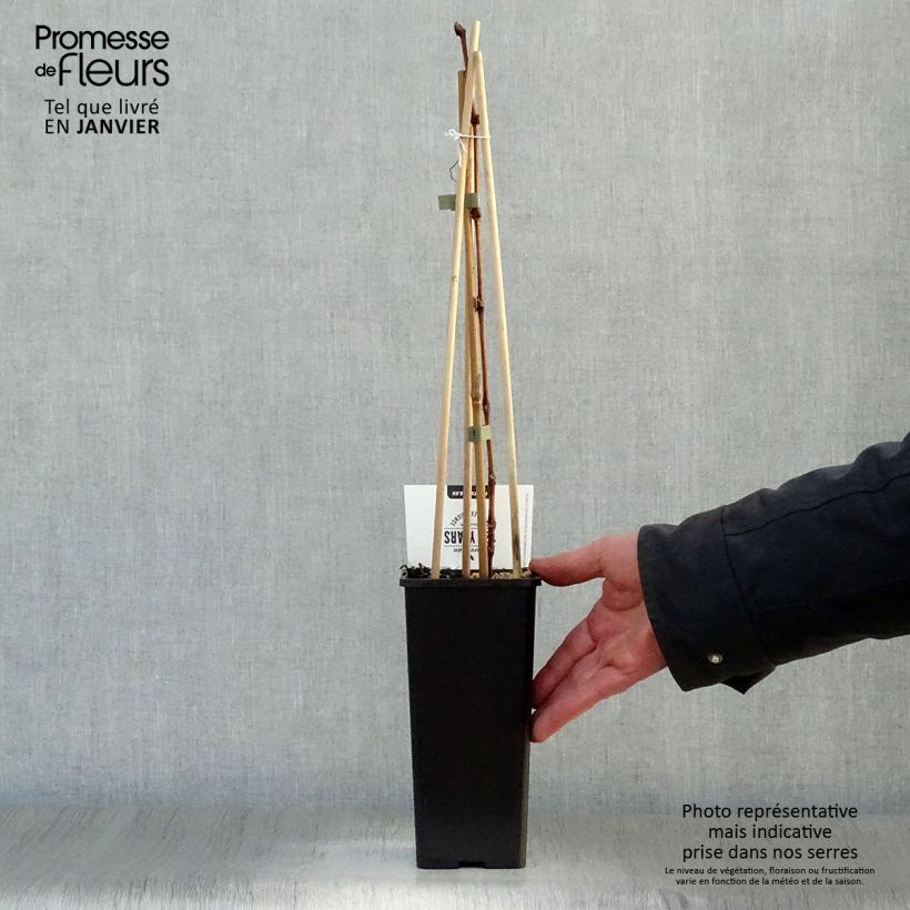 Vid Bianca Maceta 1,5L/2L Ejemplar entregado en invierno