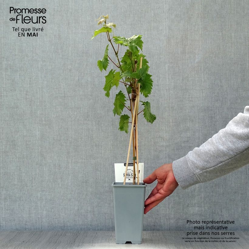 Vid Bianca Maceta 1,5L/2L Ejemplar entregado en la primavera