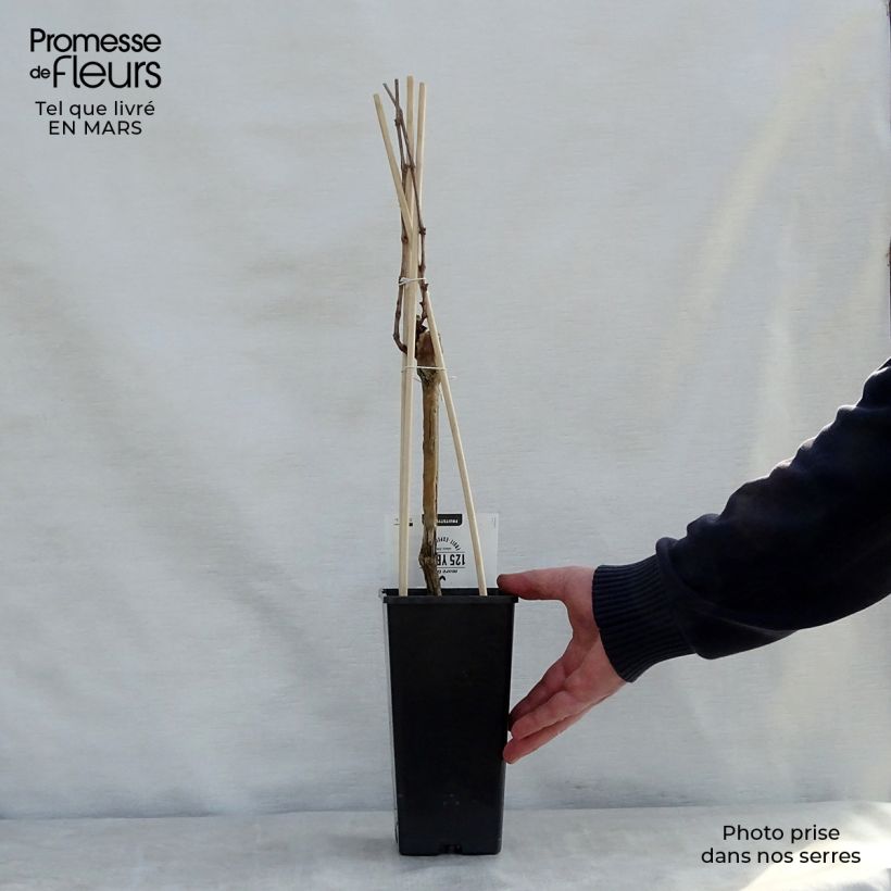 Vid Boskoop Glory Maceta 1,5L/2L Ejemplar entregado en la primavera