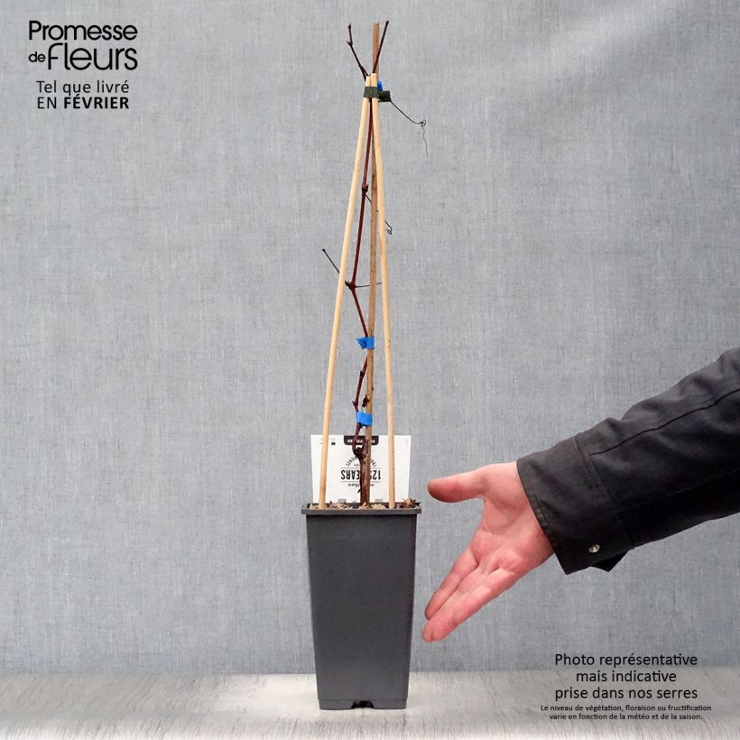 Vid Boskoop Glory Maceta 1,5L/2L Ejemplar entregado en invierno