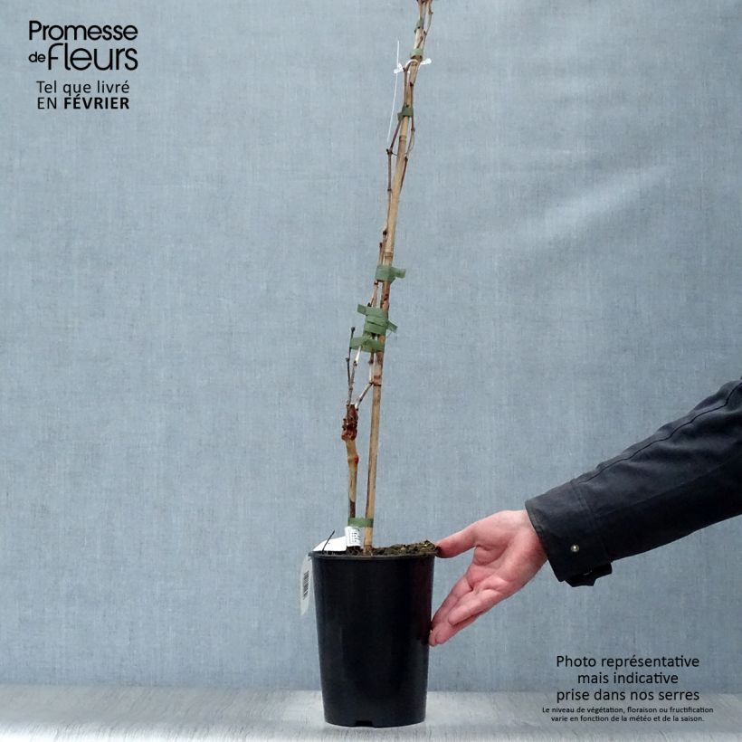 Vid Cabernet Franc Maceta 2L/3L Ejemplar entregado en invierno