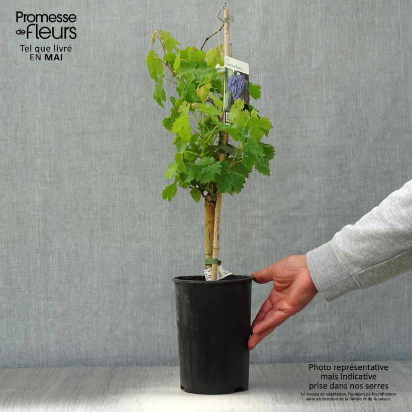 Vid Cabernet Franc Maceta 2L/3L Ejemplar entregado en la primavera