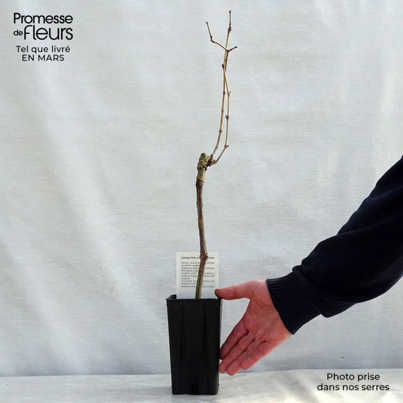 Vid Cabernet Sauvignon Maceta 1L/1,5L Ejemplar entregado en invierno