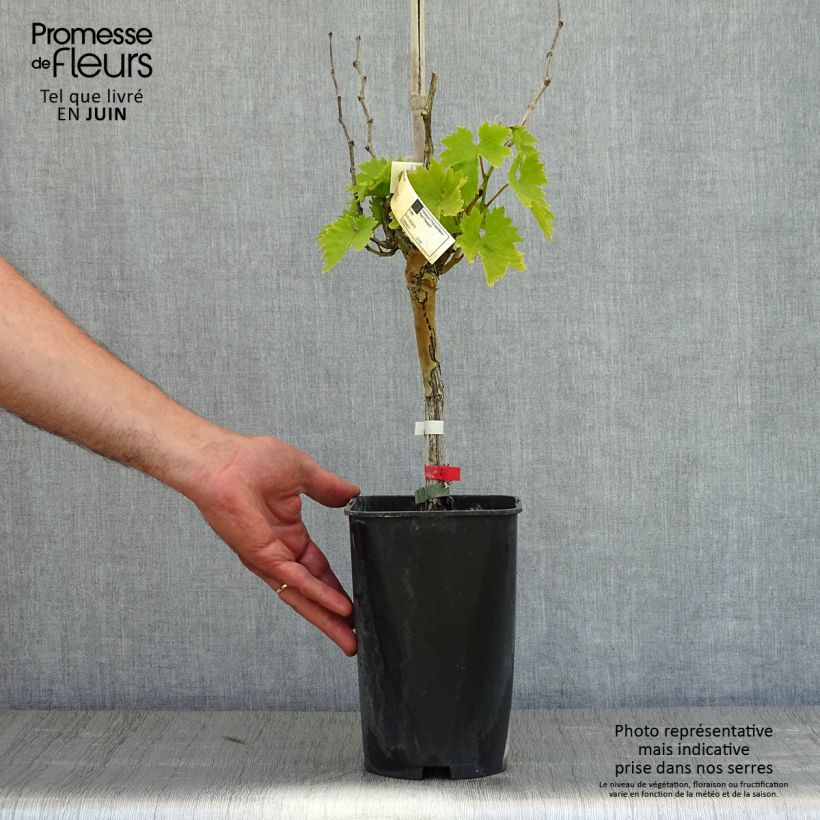 Vid Cardinal Maceta 1,5L/2L Ejemplar entregado en la primavera