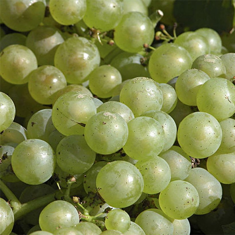 Vid Chardonnay (Floración)
