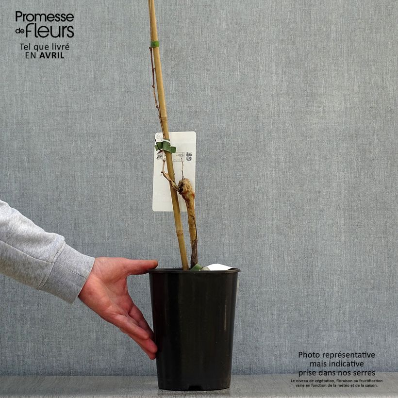 Vid Chardonnay Maceta 2L/3L Ejemplar entregado en la primavera