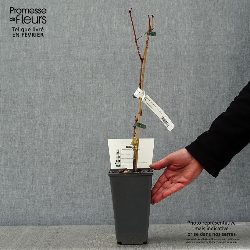 Vid Chasselas De Fontainebleau Maceta 2L/3L Ejemplar entregado en invierno