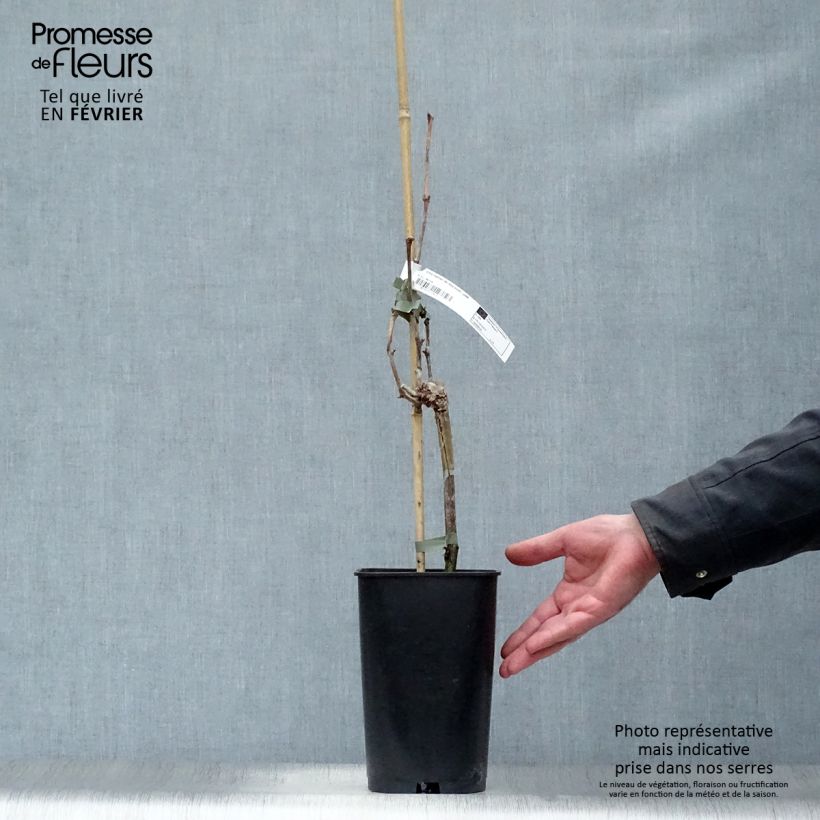 Vid Dattier de Beyrouth Maceta 1,5L/2L Ejemplar entregado en invierno