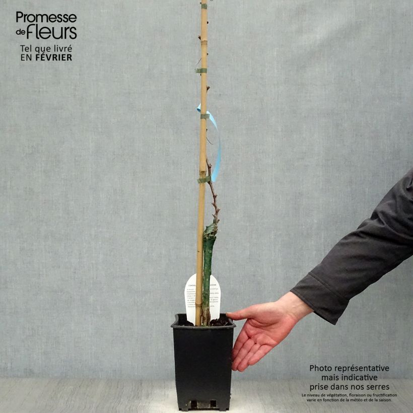 Vid Delizia di Vaprio Maceta 3L/4L Ejemplar entregado en invierno