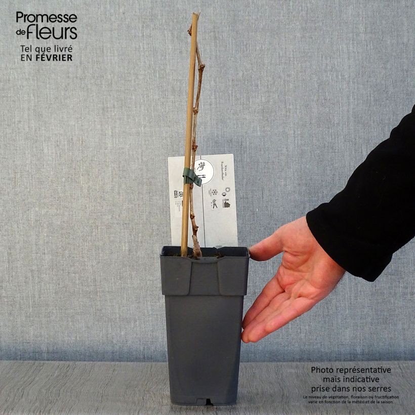 Vid Frankenthaler Maceta 2L/3L Ejemplar entregado en invierno