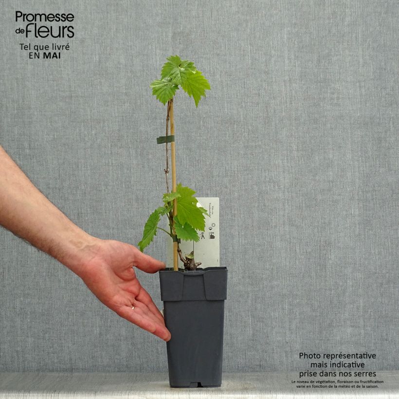 Vid Frankenthaler Maceta 2L/3L Ejemplar entregado en la primavera