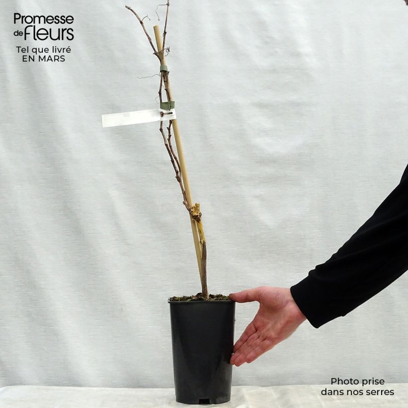 Vid Madeleine Royale Maceta 2L/3L Ejemplar entregado en la primavera