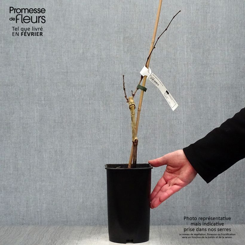 Vid Madeleine Royale Maceta 2L/3L Ejemplar entregado en invierno