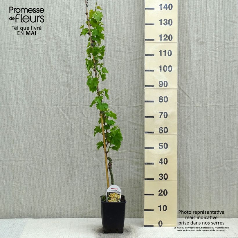 Vid Matilde Maceta 3L/4L Ejemplar entregado en la primavera