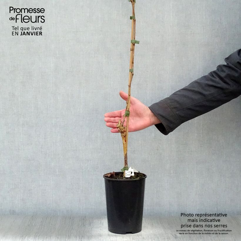 Vid Merlot Maceta 2L/3L Ejemplar entregado en invierno