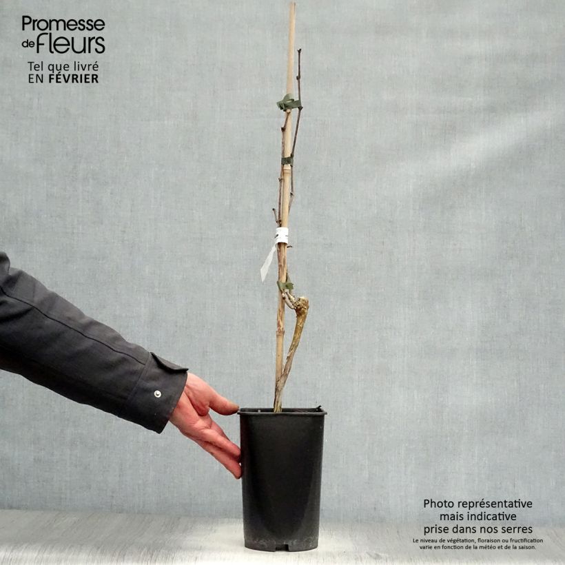 Vid Muscat Blanc à Petits Grains Maceta 2L/3L Ejemplar entregado en invierno