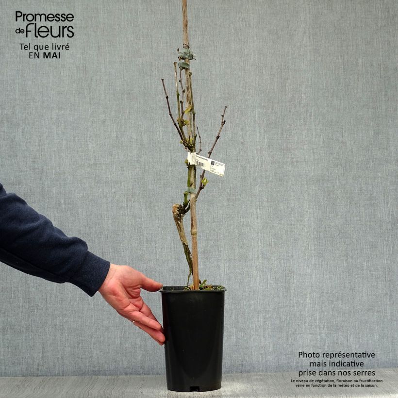 Vid Muscat Blanc à Petits Grains Maceta 2L/3L Ejemplar entregado en la primavera