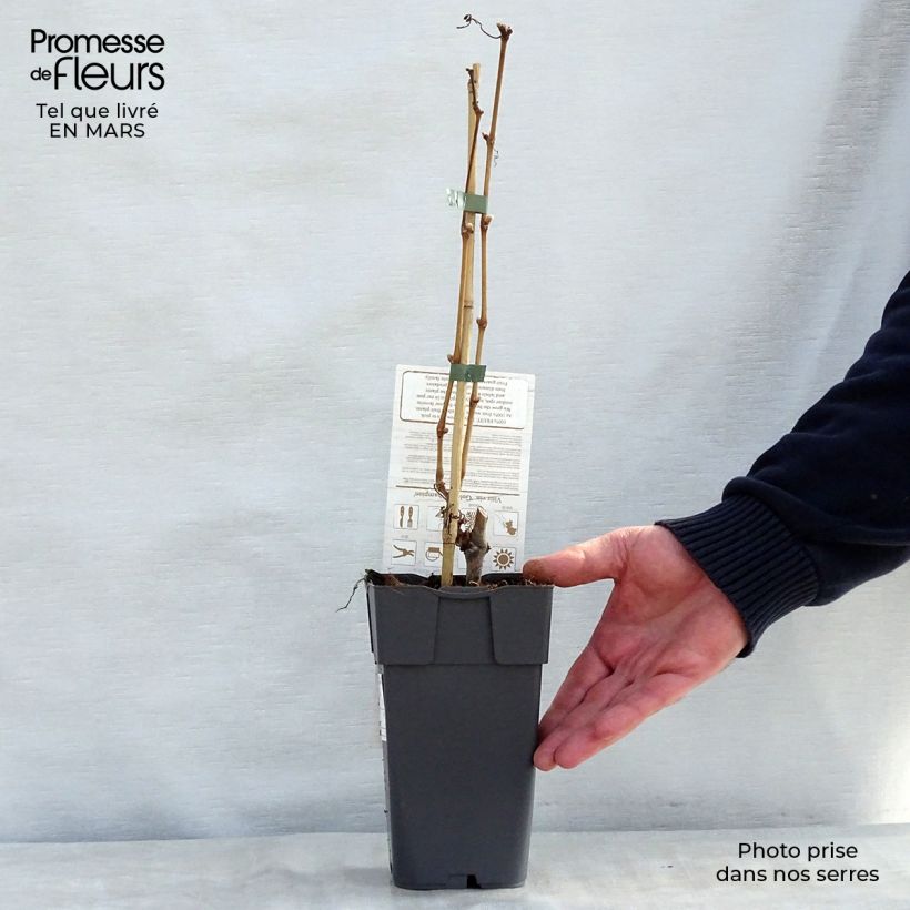 Vid champion Maceta 2L/3L Ejemplar entregado en la primavera