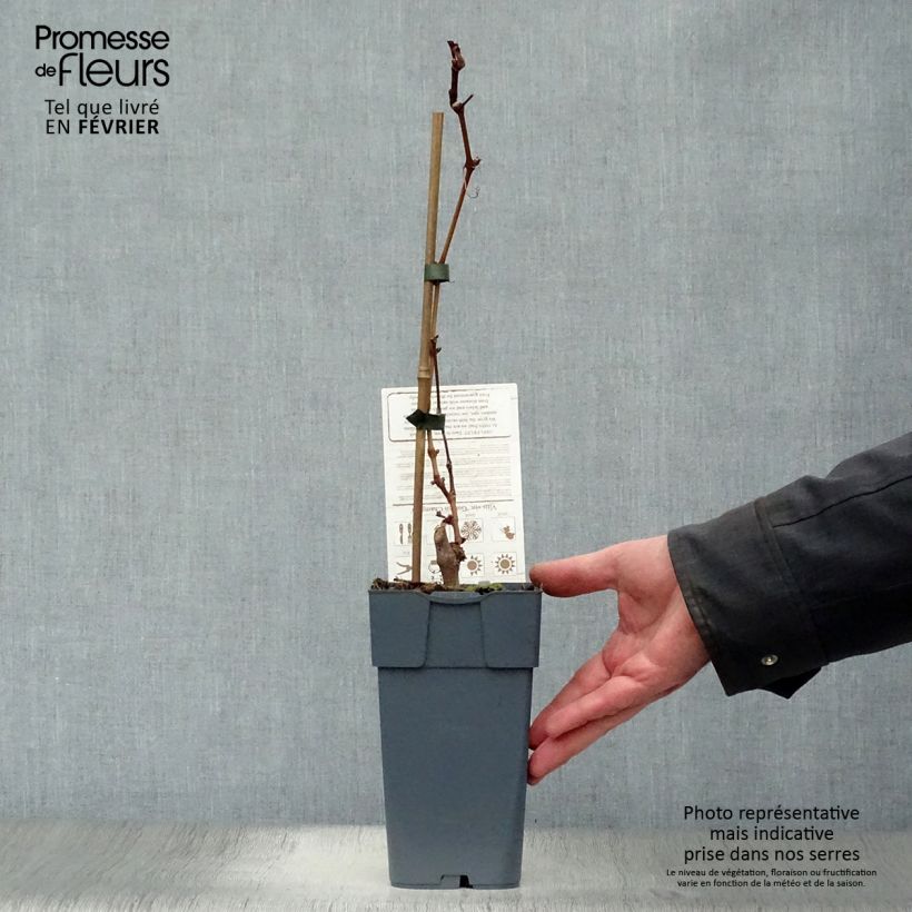 Vid champion Maceta 2L/3L Ejemplar entregado en invierno