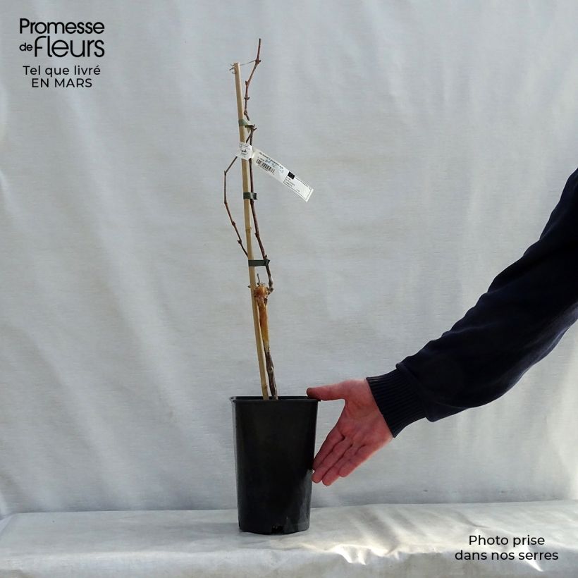 Vid Muscat d'Alexandrie Maceta 2L/3L Ejemplar entregado en la primavera