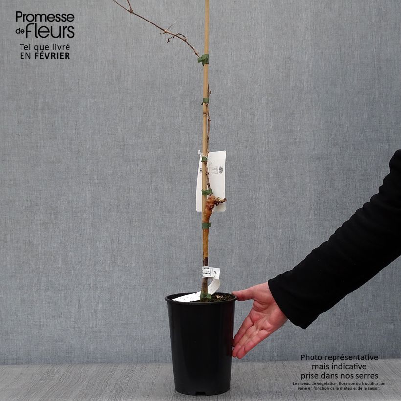 Vid Muscat d'Alexandrie Maceta 2L/3L Ejemplar entregado en invierno