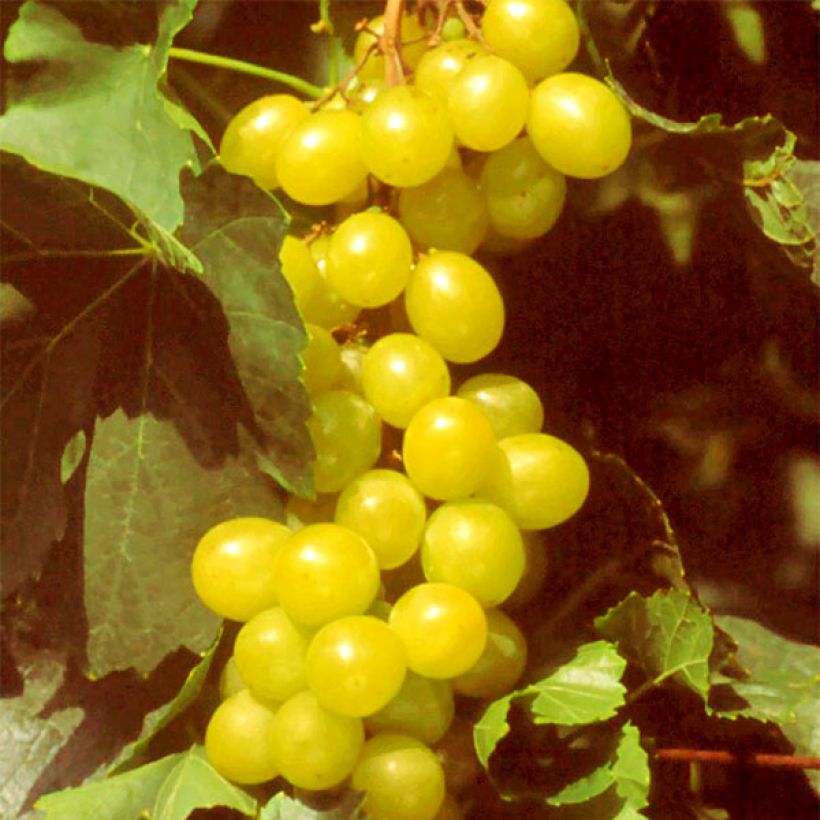 Vid Muscat d'Alexandrie (Cosecha)