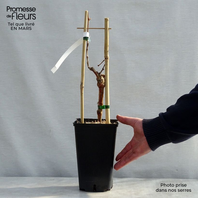 Vid Muscat de Hambourg Maceta 1,5L/2L Ejemplar entregado en la primavera