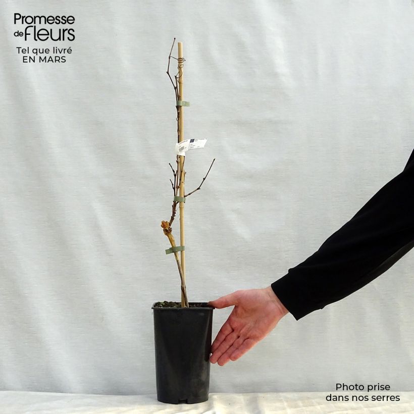 Vid Nigra Hâtif de Marseille Maceta 2L/3L Ejemplar entregado en la primavera