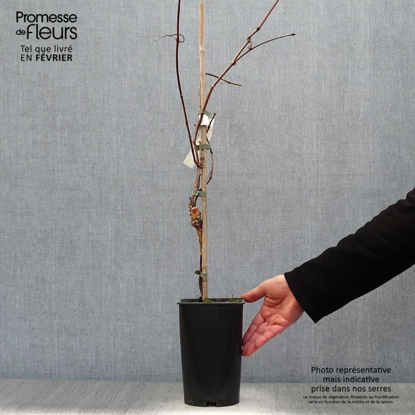 Vid Nigra Hâtif de Marseille Maceta 2L/3L Ejemplar entregado en invierno