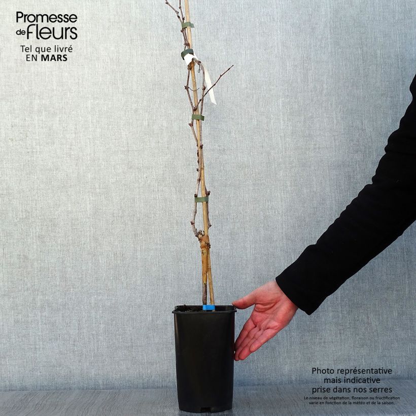 Vid Ora ZPd4 Maceta 2L/3L Ejemplar entregado en invierno