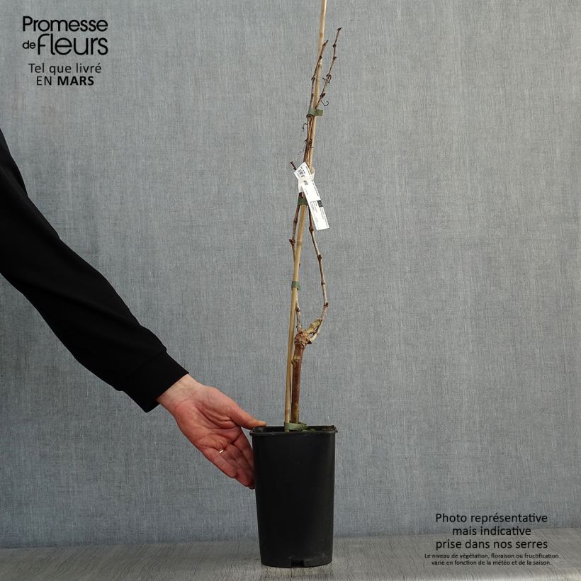 Vid Perle de Csaba Maceta 1,5L/2L Ejemplar entregado en invierno