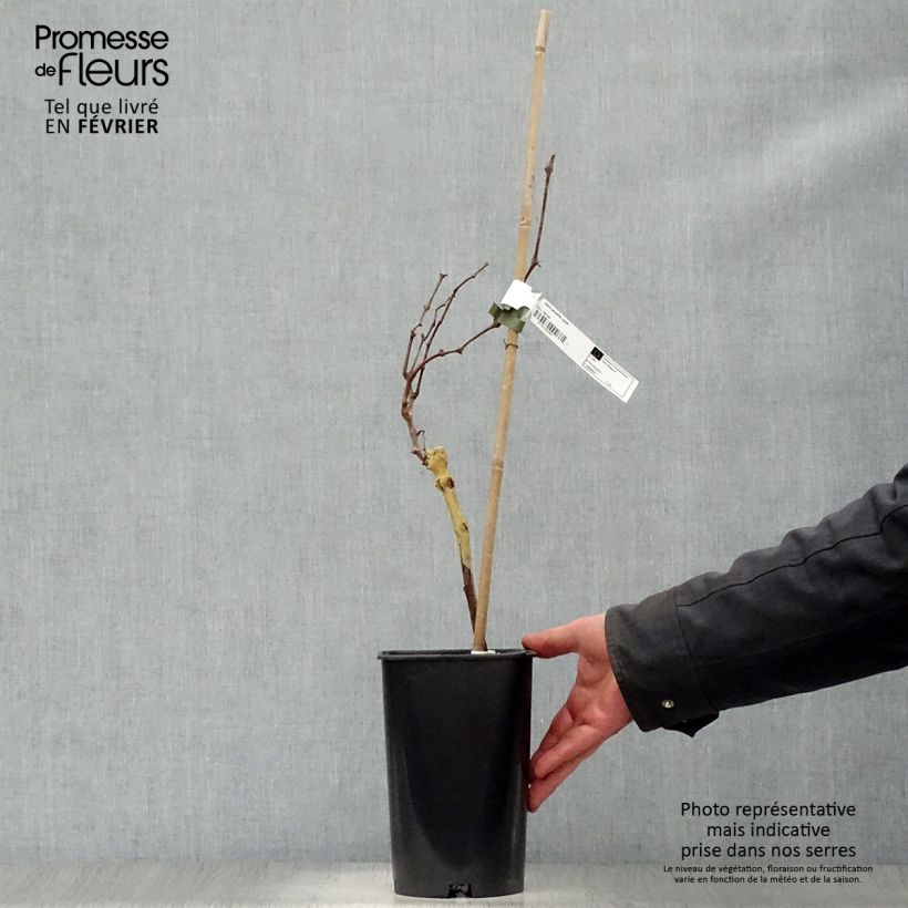 Vid Perlette Maceta 2L/3L Ejemplar entregado en invierno