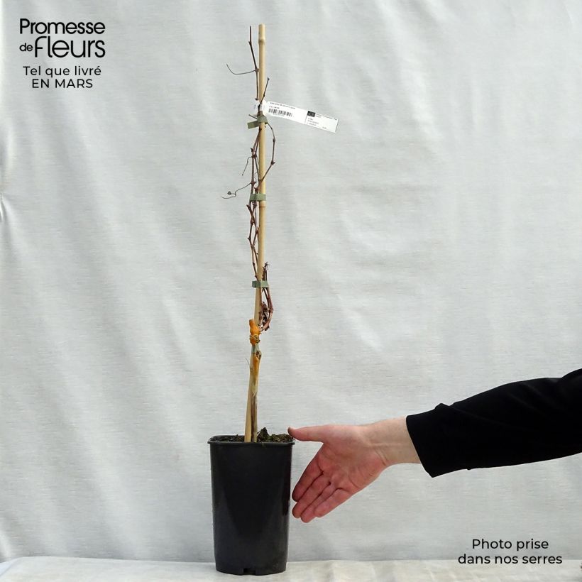 Vid Pied de Perdrix Maceta 2L/3L Ejemplar entregado en la primavera