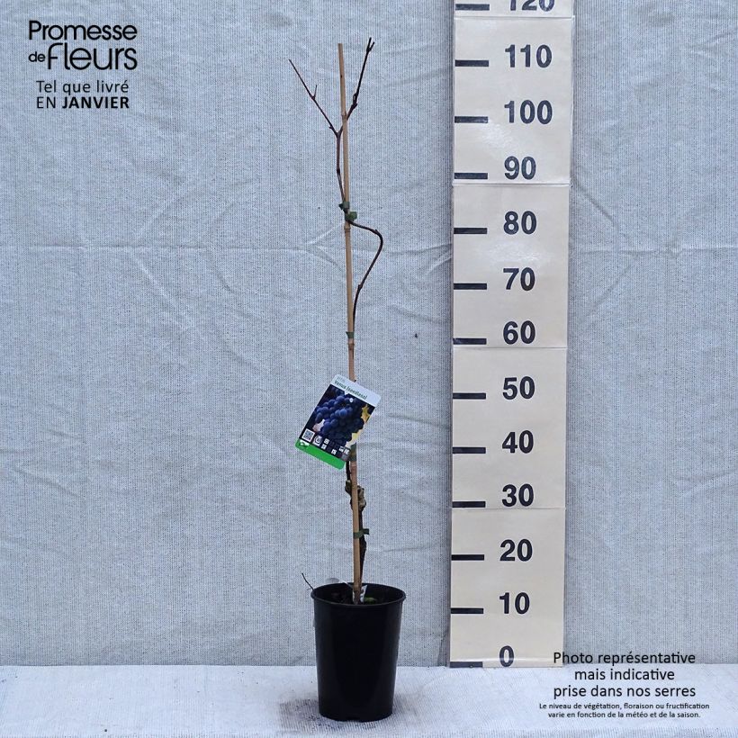 Vid Venus Maceta 1,5L/2L Ejemplar entregado en invierno