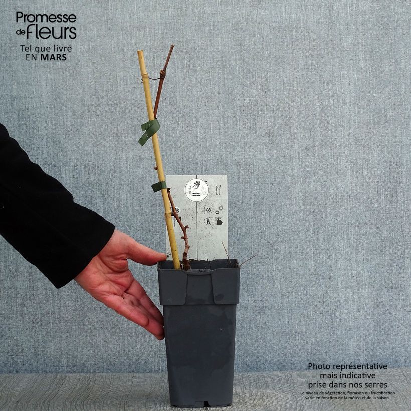 Vid Himrod Maceta 1,5L/2L Ejemplar entregado en invierno