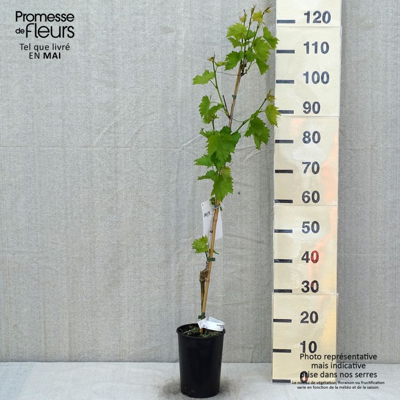 Vid Muscat Bleu ZPd4 Maceta 2L/3L Ejemplar entregado en la primavera