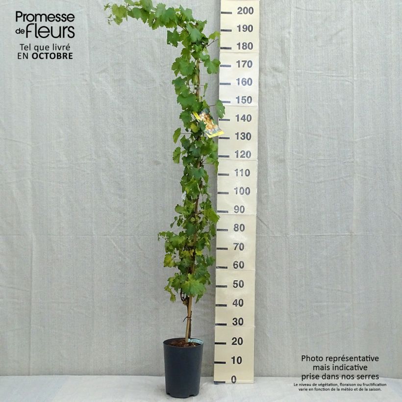 Ejemplar de Vid Palatina Maceta 4L/5L entregado en otoño
