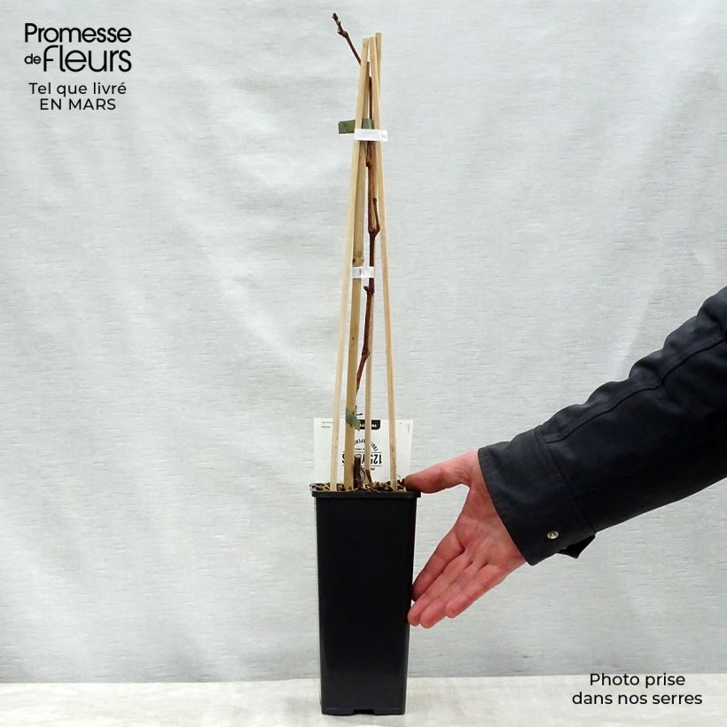 Vid Vroege Van Der Laan Maceta 1,5L/2L Ejemplar entregado en la primavera