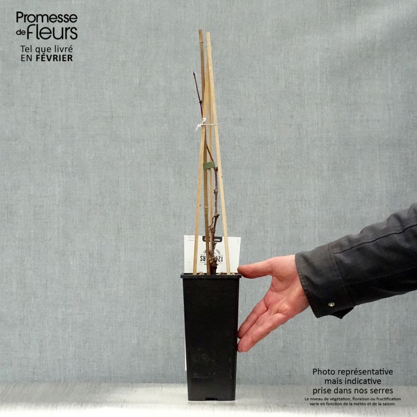 Vid Vroege Van Der Laan Maceta 1,5L/2L Ejemplar entregado en invierno