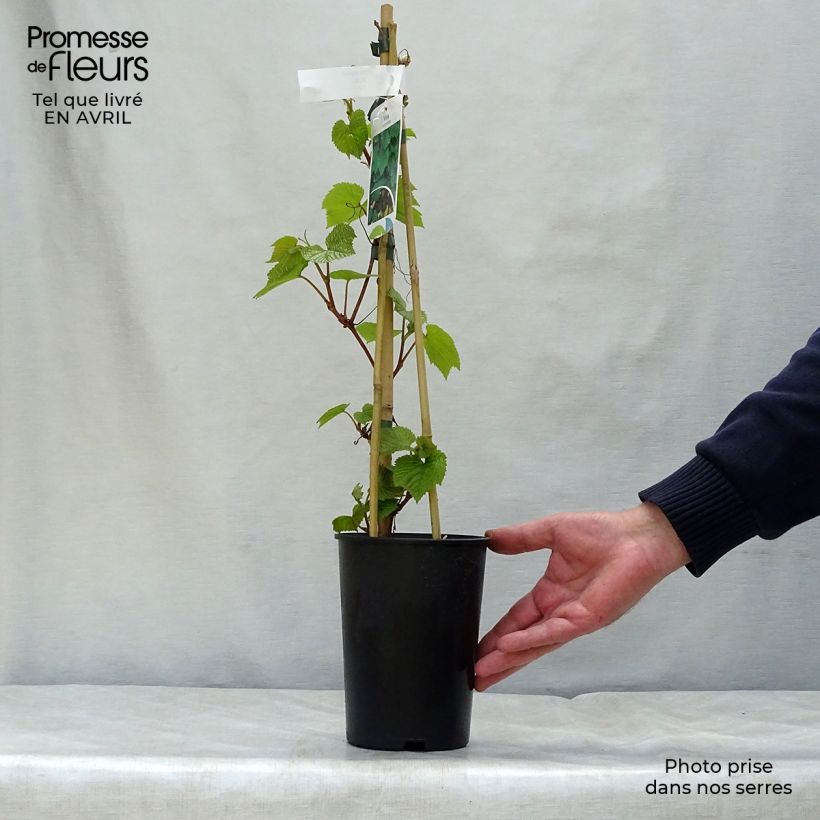 Vitis coignetiae - Viña ornamental Maceta 2L/3L Ejemplar entregado en la primavera