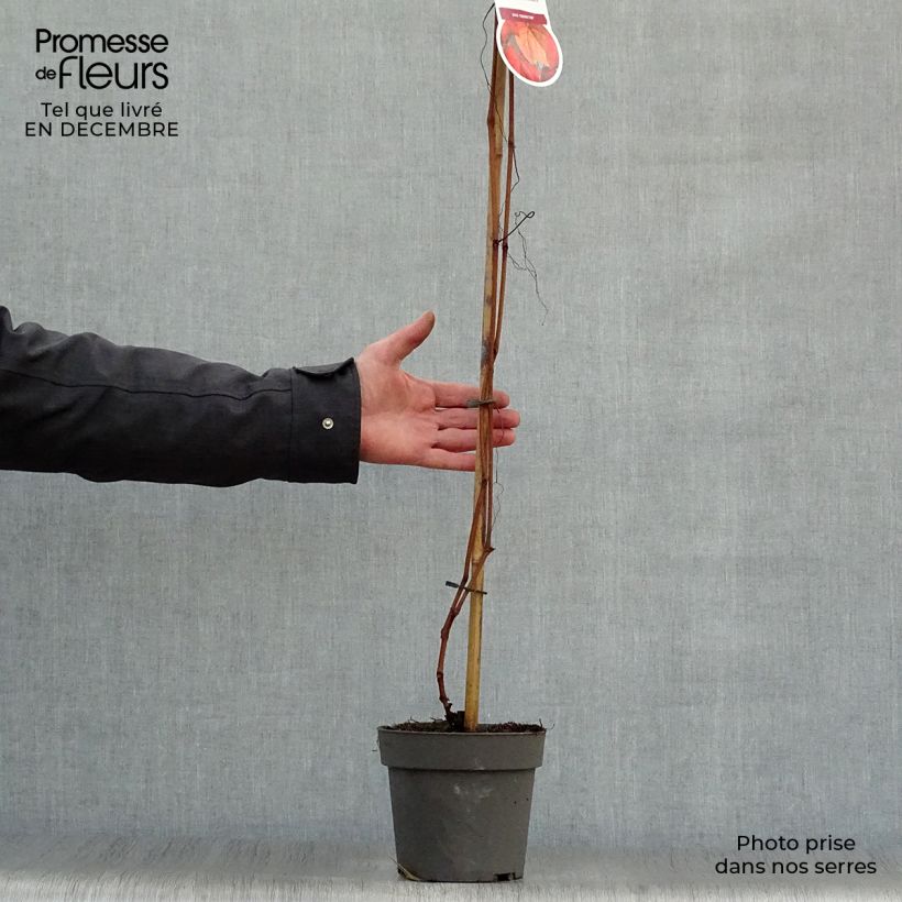 Vitis coignetiae - Viña ornamental Maceta 2L/3L Ejemplar entregado en invierno