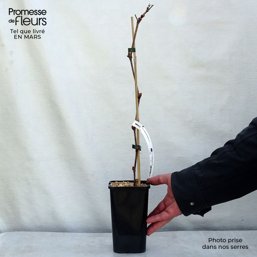 Vid Incana Maceta 1,5L/2L Ejemplar entregado en la primavera