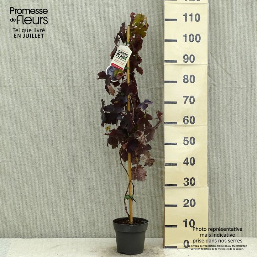 Ejemplar de Vid Purpurea Maceta 2L/3L entregado en verano