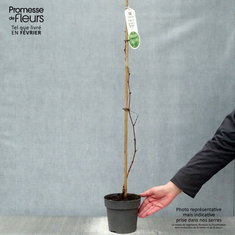 Vid Purpurea Maceta 2L/3L Ejemplar entregado en invierno